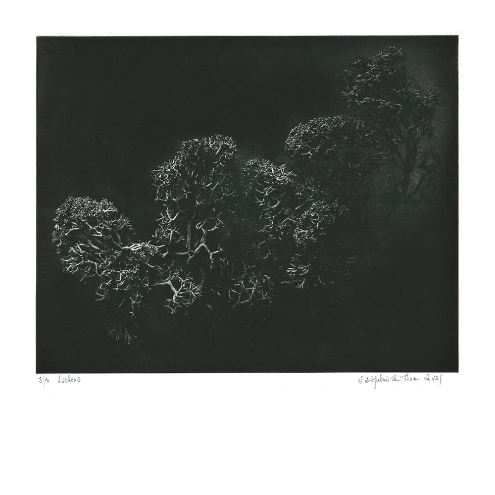 Lichens, Technique mixte, 23,3x29,5 cm | 2022