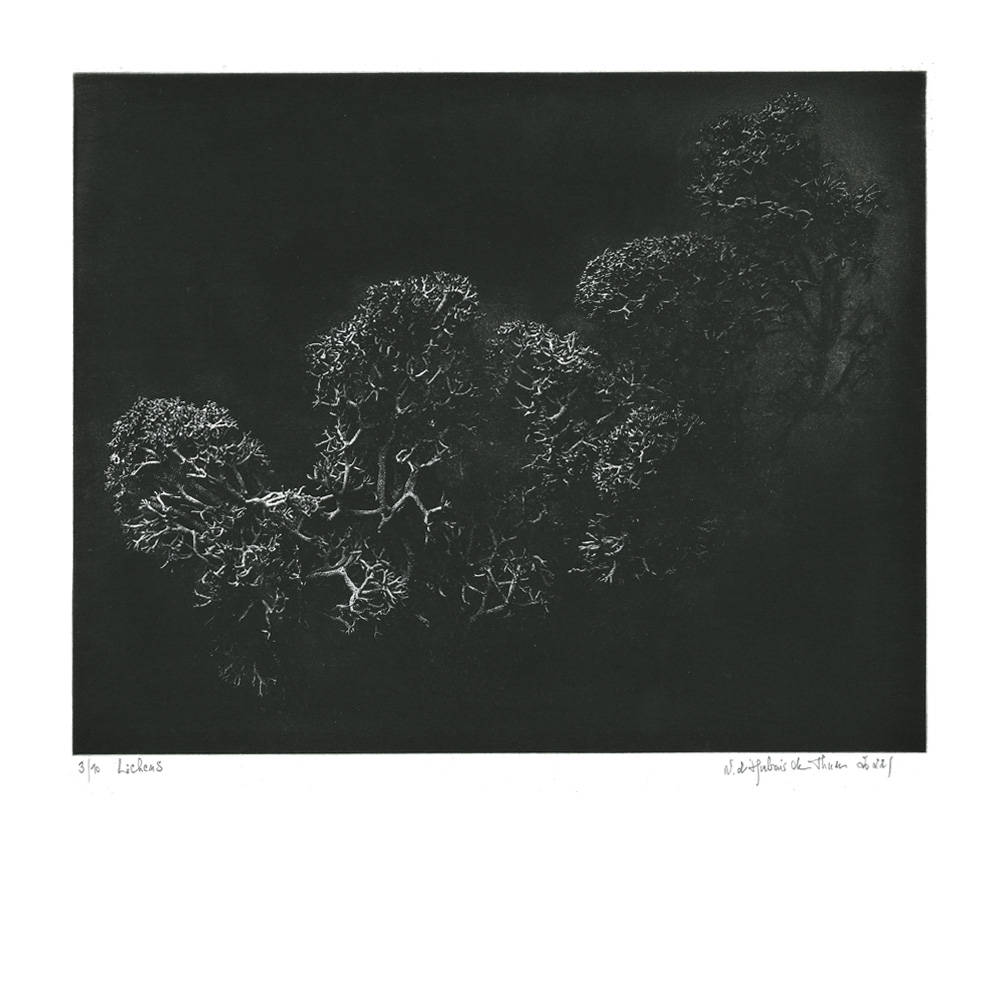 Lichens, Technique mixte, 23,3x29,5 cm | 2022